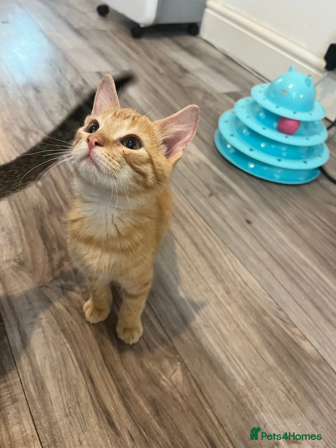 Mixed Breed cats for sale: Pixie bob mixed kittens - Image 13