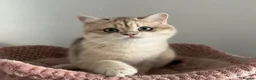 British Shorthair cats for sale: Gorgeous Blue and Black Golden British Shorthairs  - Advert 7