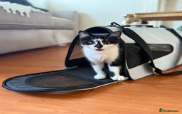 Mixed Breed cats for sale: Mixed breed kitten - Image 1