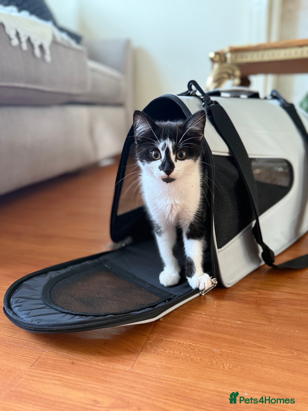 Mixed Breed cats for sale: Mixed breed kitten - Image 1