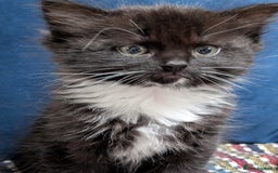 Ragdoll cats for sale: Ragdoll X ready to go! - Image 8