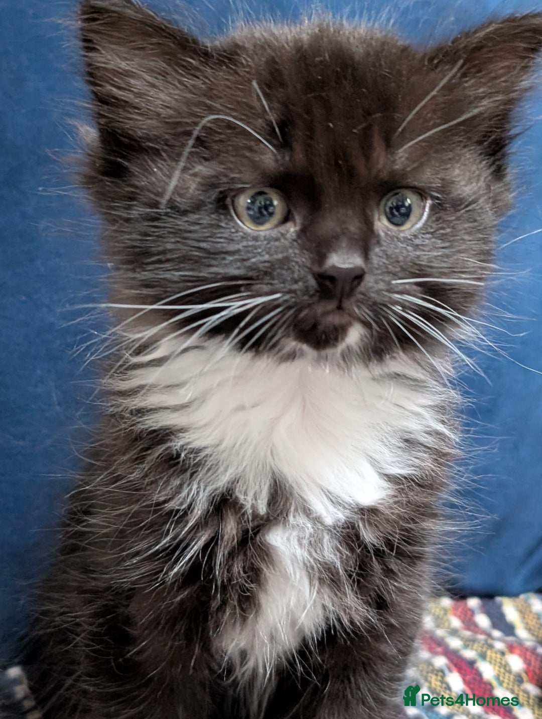 Ragdoll cats for sale: Ragdoll X ready to go! - Image 8