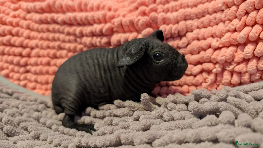 Guinea Pig rodents for sale: Baby Skinny Pig Boy and Girl - Guinea Pigs in Rugby - Advert 2