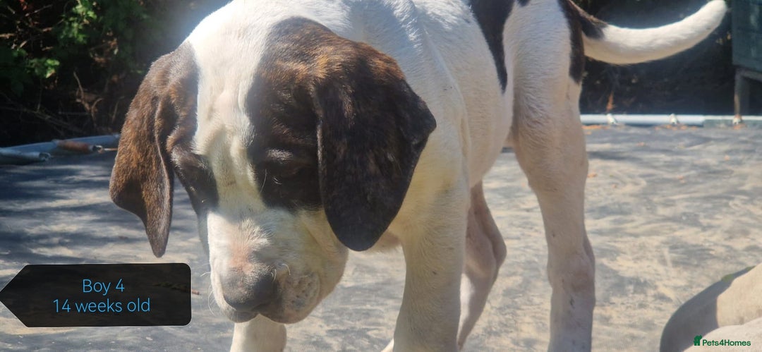 Central Asian Shepherd dogs for sale: Beautiful Alabai Mastiff puppies  in Pulborough - Image 3