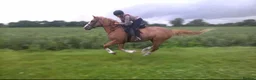 British Warmblood horses for sale: Warmblood X - Advert 7