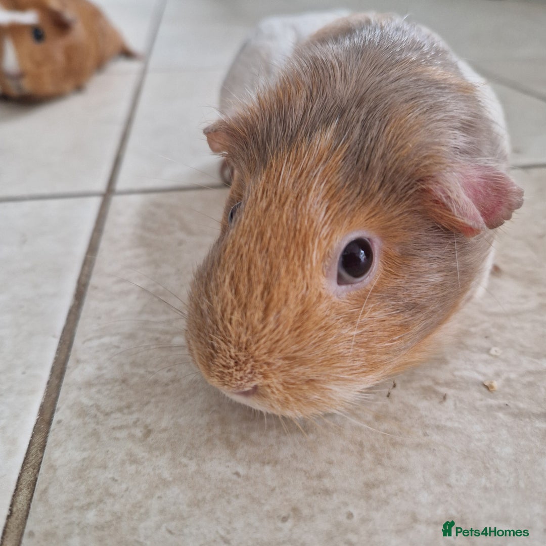 Guinea Pig rodents for sale: 2 Female Guinea Pigs  - Advert 4