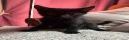 Domestic Shorthair cats for sale: 11 week old kitten for sale !  - Advert 3