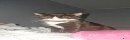 Domestic Shorthair cats for sale: Domestic shorthair  - Advert 2