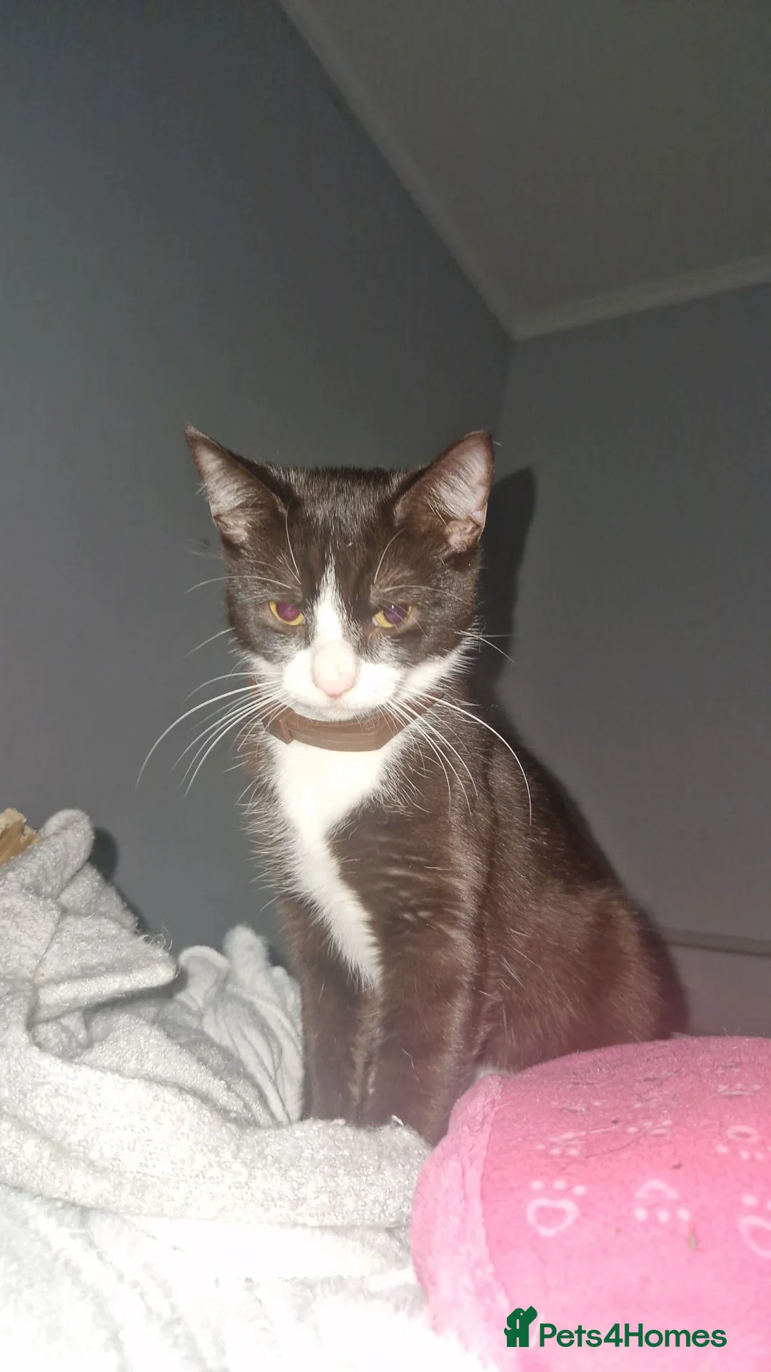 Domestic Shorthair cats for sale: Domestic shorthair  - Advert 2