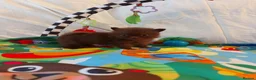 Pomeranian dogs for sale:  Toy-Type Mico Teddy Bear Face Pomeranian Puppy's - Advert 8