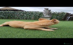 French Bulldog dogs for sale: French buldog visual fluffy male  - Image 8