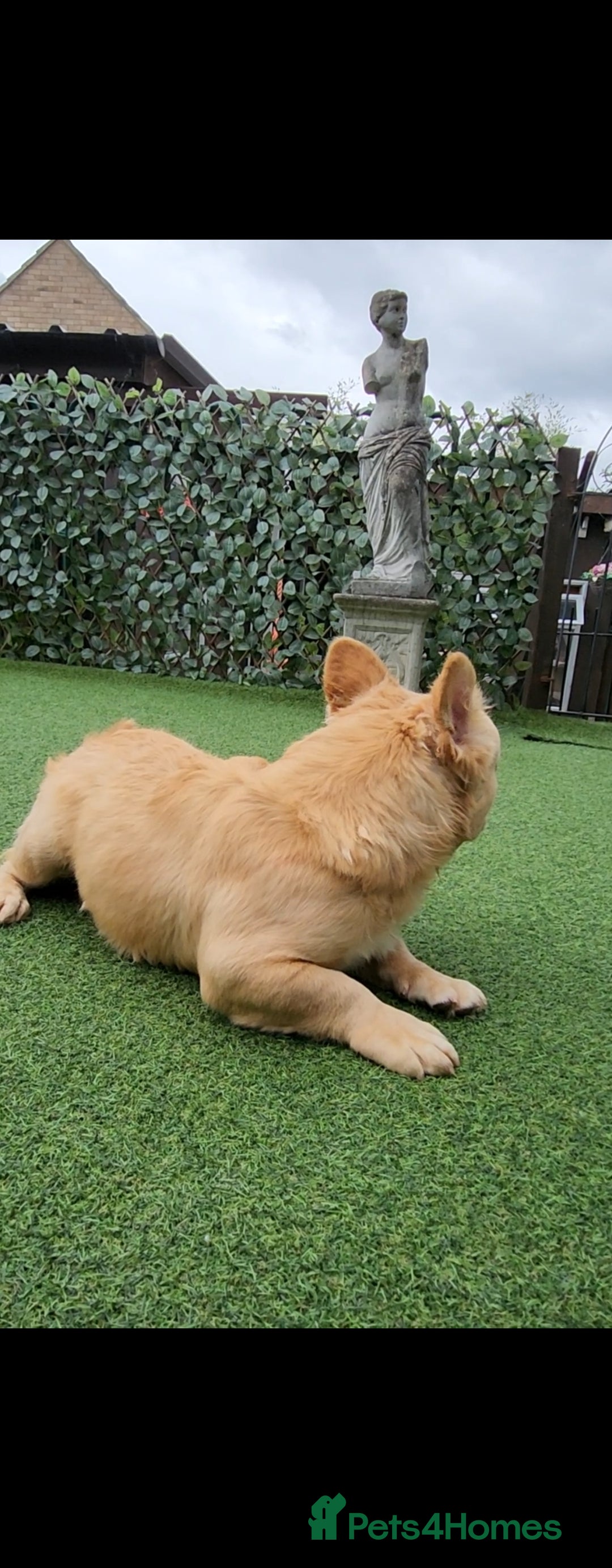 French Bulldog dogs for sale: French buldog visual fluffy male  - Image 8