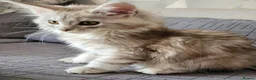 Maine Coon cats for sale: Tica registered maine coon kittens  - Advert 7