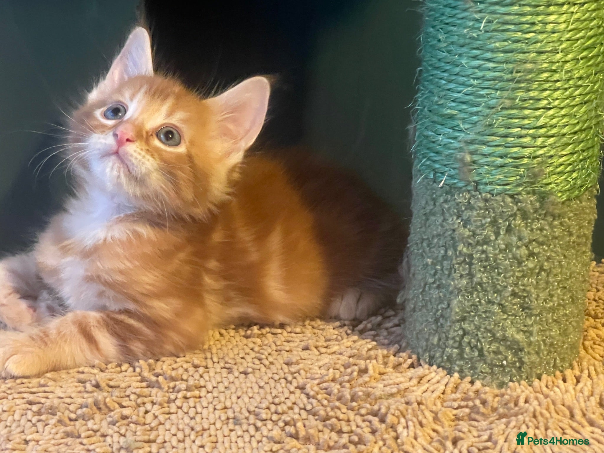 Maine Coon cats Maine Coon kittens  - Advert 1
