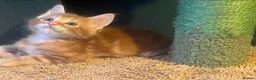 Maine Coon cats for sale: Maine Coon kittens  - Advert 1
