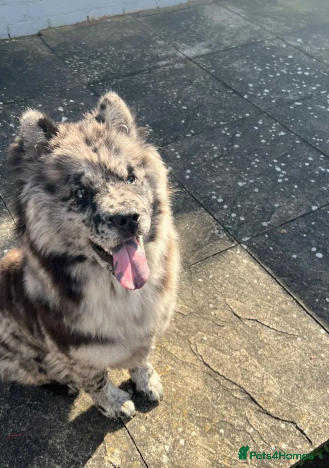 Chow Chow dogs for sale: Chow chow merle - Advert 1