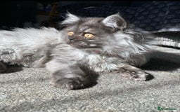 Persian cats for sale: Persian cat  - Image 1