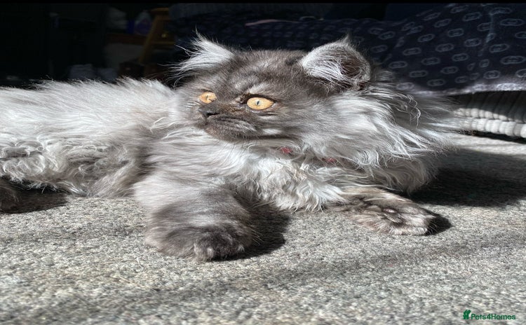 Persian cats - Advert 15