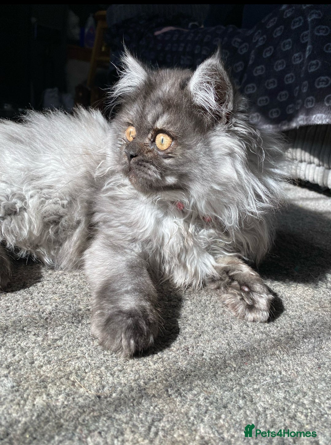 Persian cats for sale: Persian cat  - Image 1