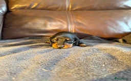 Dachshund dogs for sale: Beautiful standard dachshund puppies ❤️ - Image 14