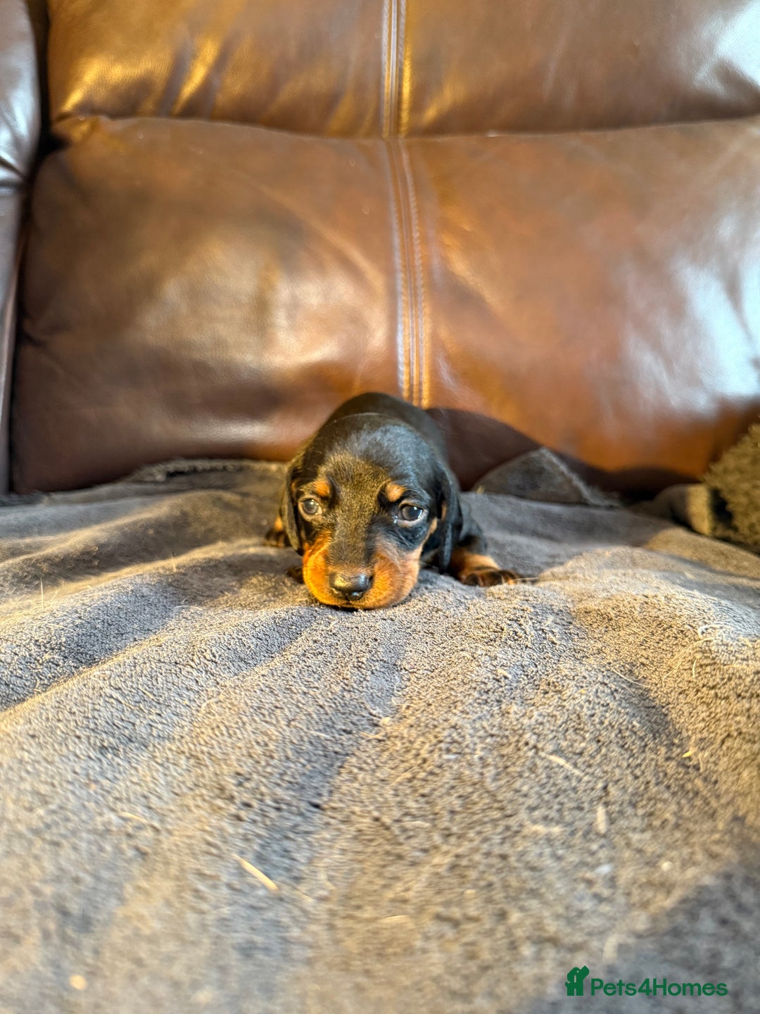 Dachshund dogs for sale: Beautiful standard dachshund puppies ❤️ - Image 14