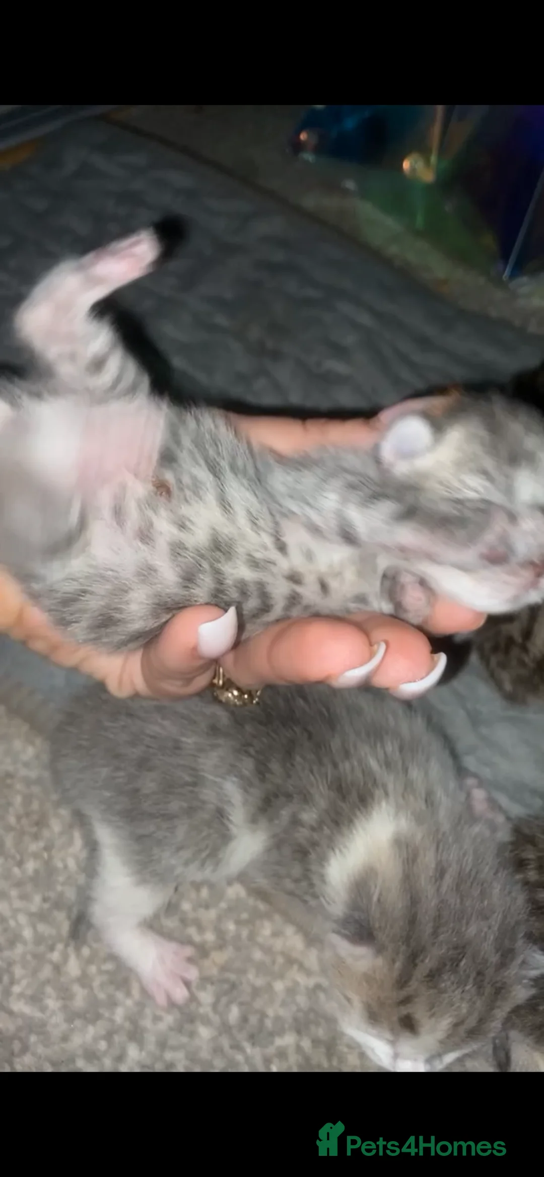 Mixed Breed cats for sale: 6 x Stunning Mixed Bengal/British Shorthair Cross  in Birmingham - Advert 17