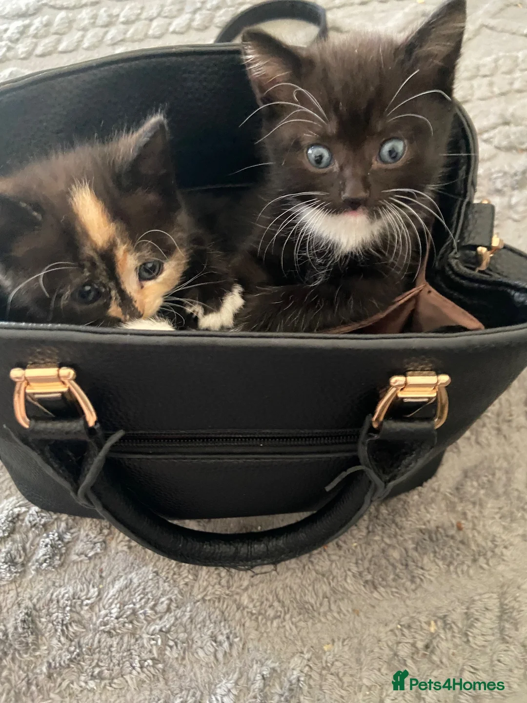 British Longhair cats for sale: British black and white  - Advert 5