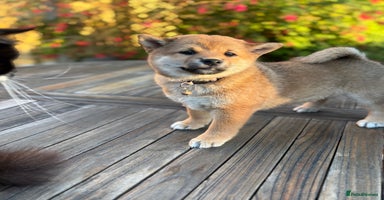 Japanese Shiba Inu dogs - Advert 11