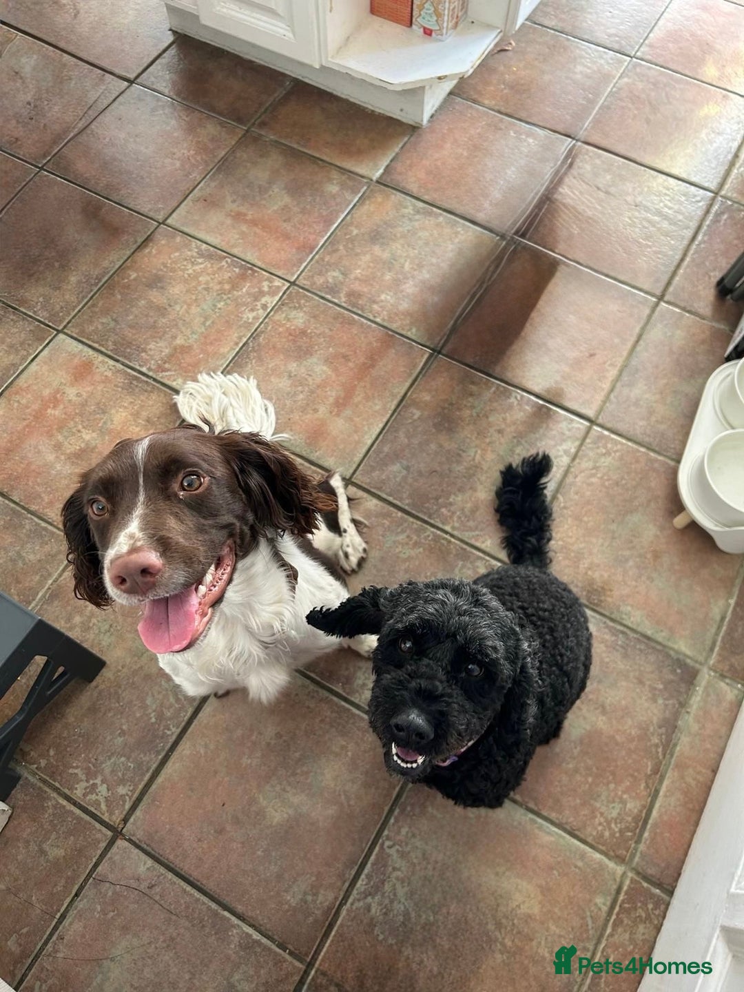 Mixed Breed dogs for sale: Sprockerpoo puppies.. Available from 11/10 - Image 6