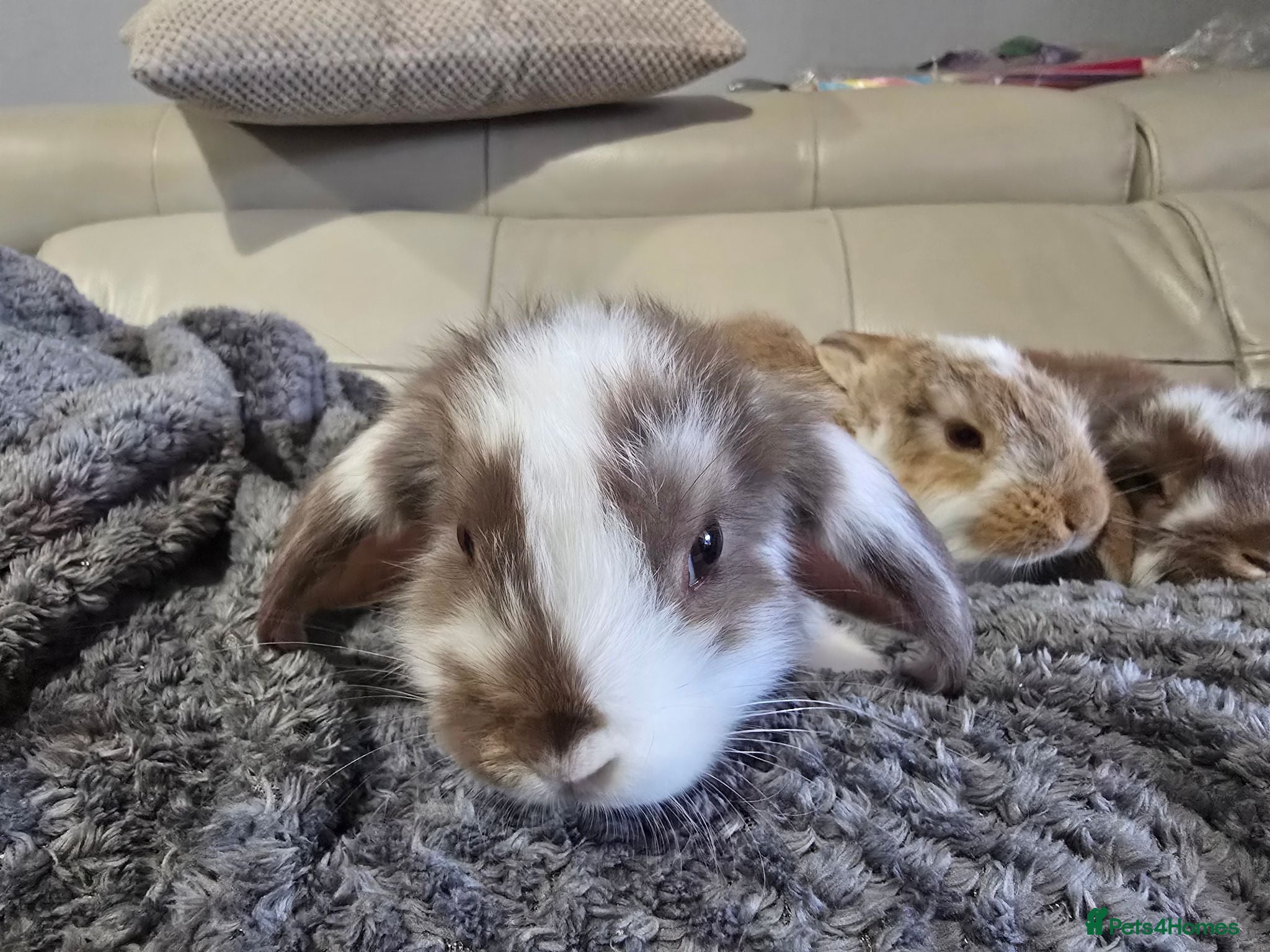French Lop rabbits REDUCED French lop bunnies  - Advert 2
