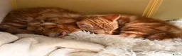 Persian cats for sale: Persian cross Kittens looking for Loving Homes 🐾 - Advert 24