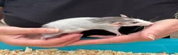 Rat rodents for sale: Beautiful friendly Dumbo rats  - Advert 7