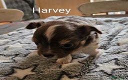 Chihuahua dogs for sale: ✨ Stunning KC long coat BOYS only✨ - Image 8