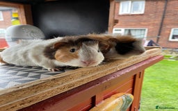 Guinea Pig rodents for sale: 9 Month Old Male Guinea Pigs Looking For Homes in Wigan - Image 34