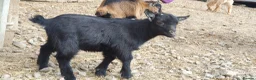 Goats livestock for sale: Lovely pygmy goats 🐐  - Advert 10