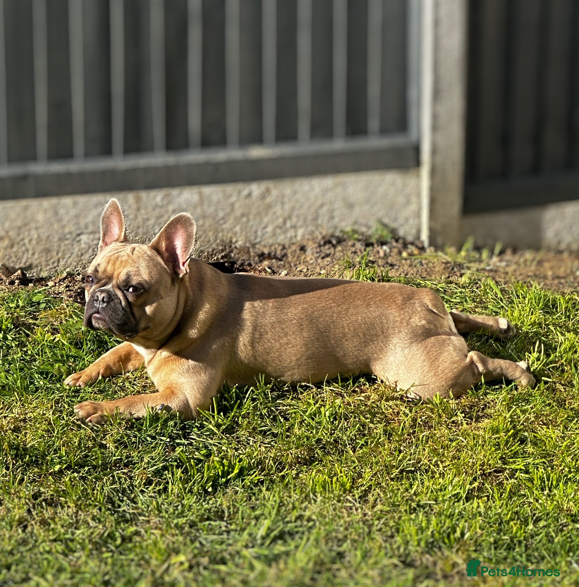 French Bulldog dogs Handsome frenchie looking for new home - Advert 2