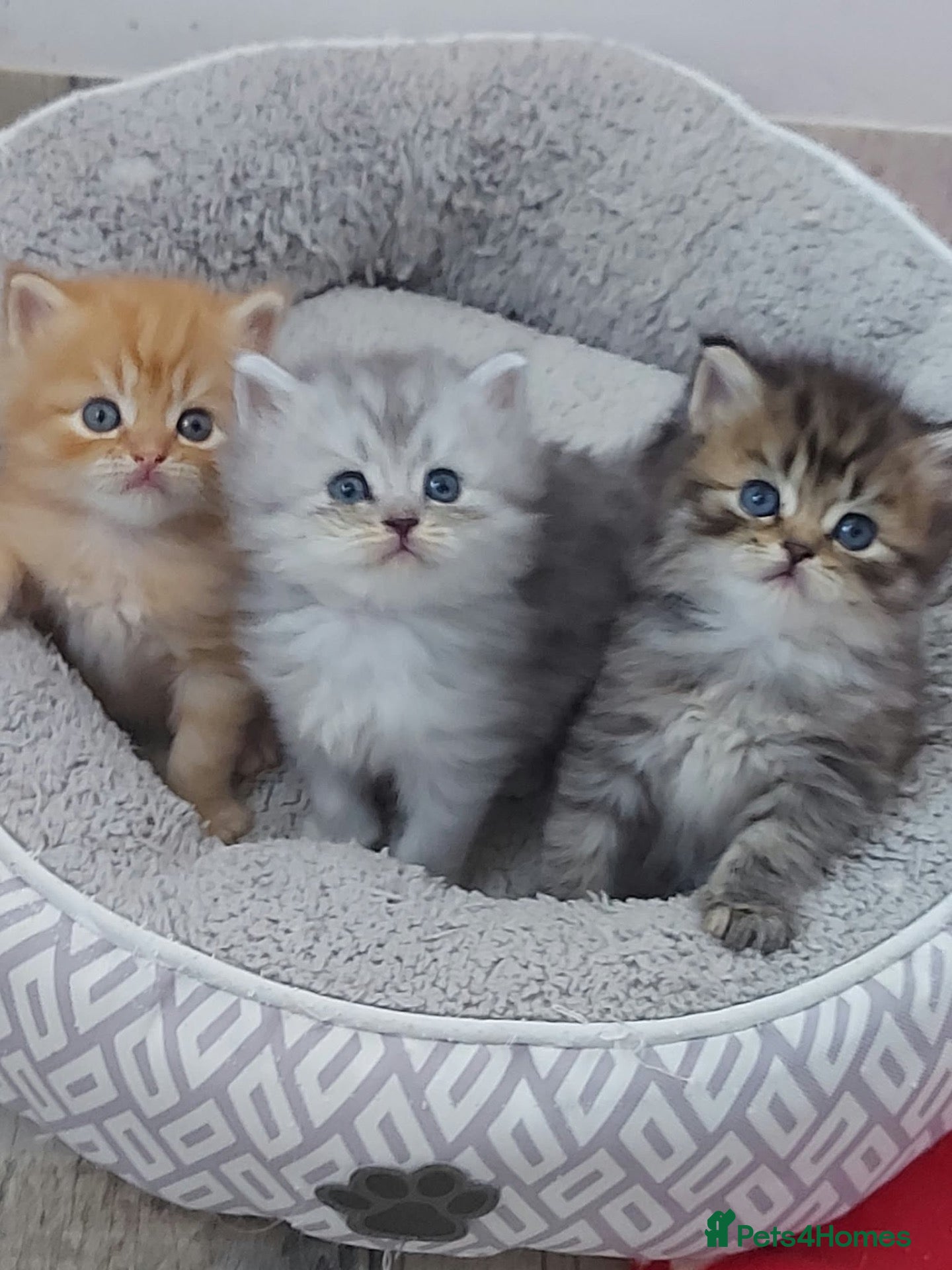 Persian cats Six absolutely stunning Persian Kittens - Advert 1