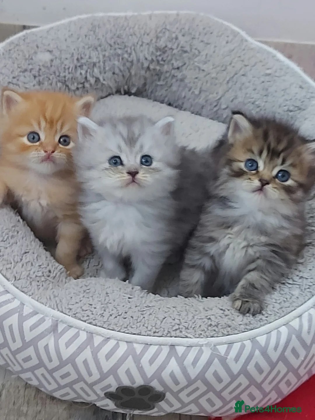 Persian cats for sale: Six absolutely stunning Persian Kittens - Advert 1