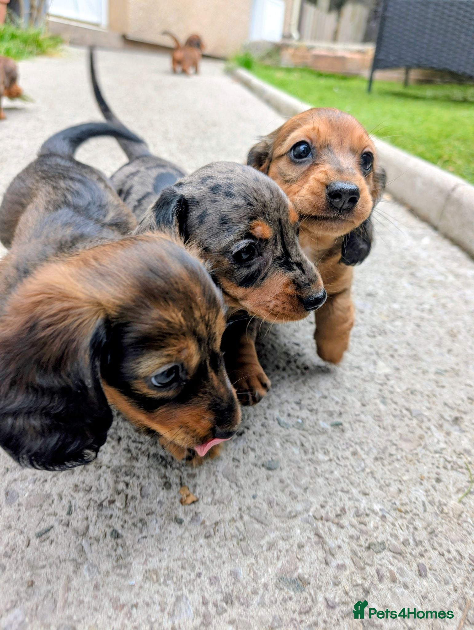 Miniature Dachshund dogs Miniature Dachshund Girls Ready This Sunday - Advert 2