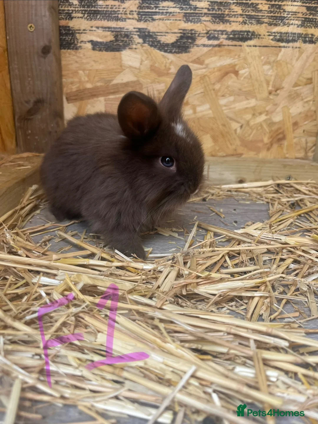 Mini Lion Lop rabbits for sale: Beautiful Mini Lion Lop Bunnies  in Rochdale - Advert 2