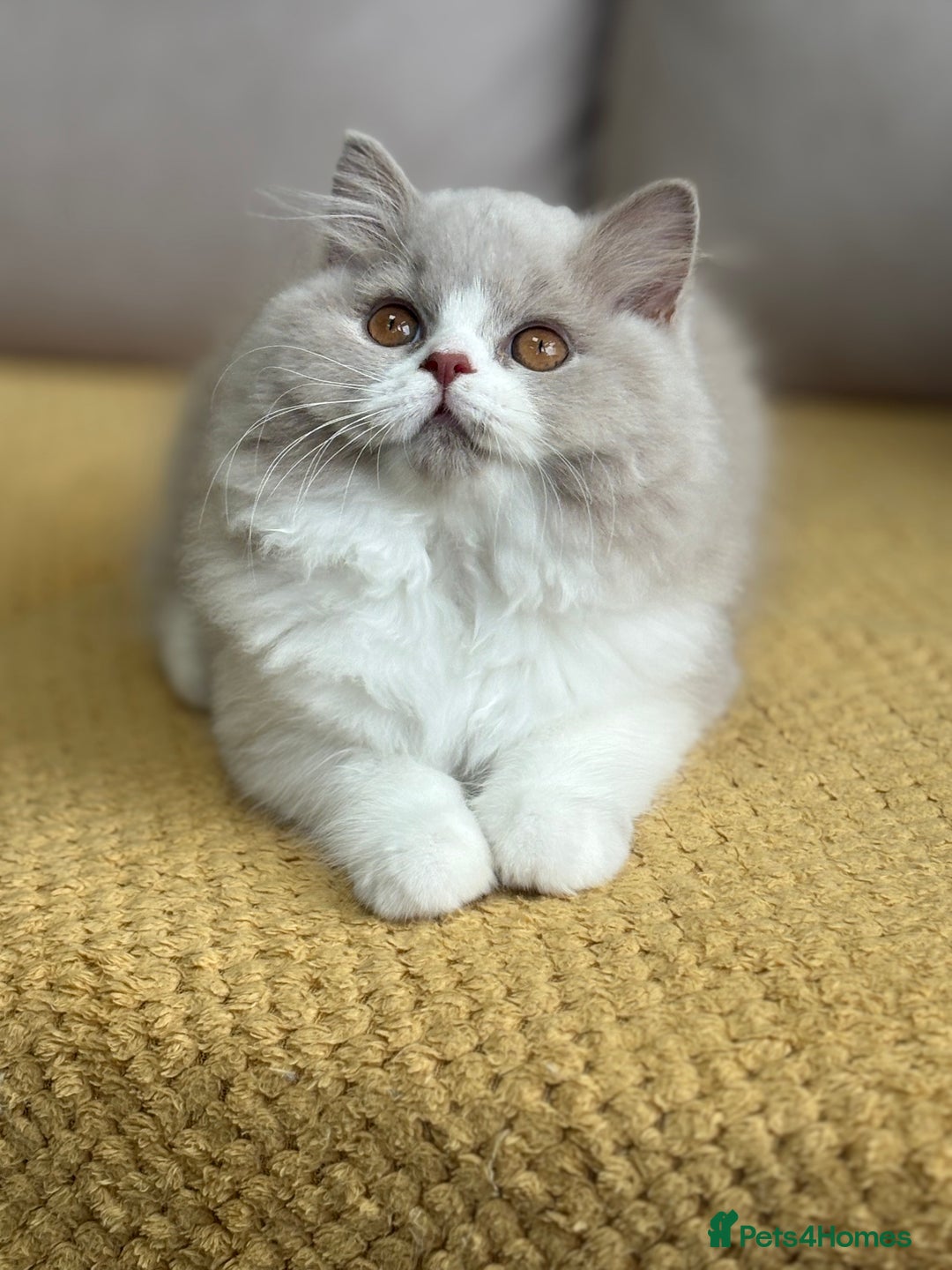 British Longhair cats for sale: Gccf registered-lilac bi kittens-ready now  - Image 8