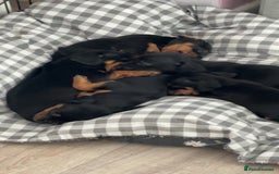 Mixed Breed dogs for sale: Dachshund x patterdale puppues - Image 12