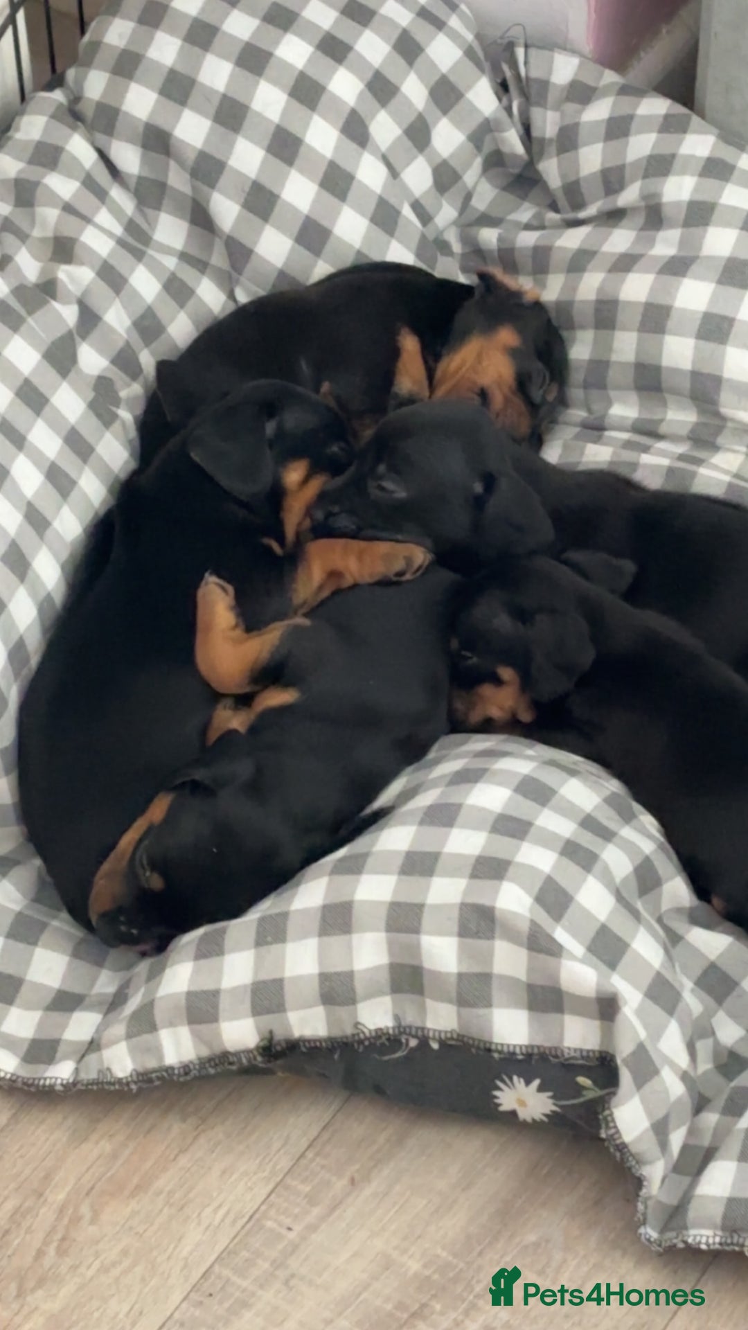 Mixed Breed dogs for sale: Dachshund x patterdale puppues - Image 12