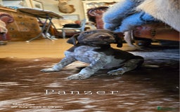 German Shorthaired Pointer dogs for sale: German shorthaired pointer Puppies  - Image 16