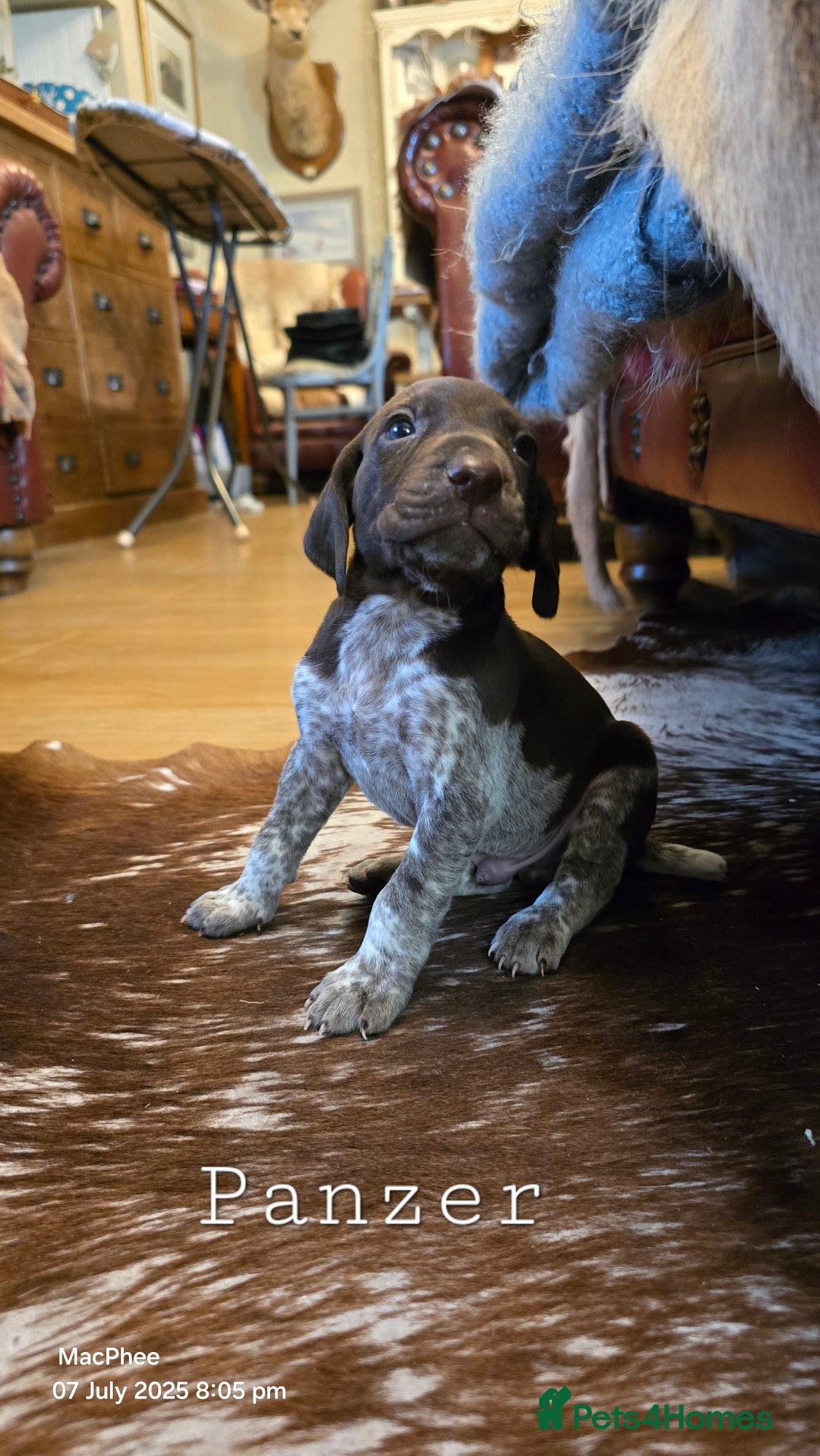 German Shorthaired Pointer dogs for sale: German shorthaired pointer Puppies  - Image 16