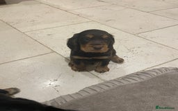 Cocker Spaniel dogs for sale: 6 gorgeous cocker spaniel puppies  - Image 13