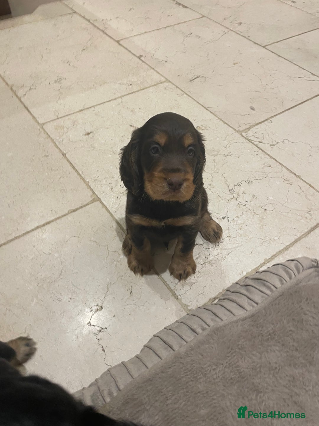 Cocker Spaniel dogs for sale: 6 gorgeous cocker spaniel puppies  - Image 13