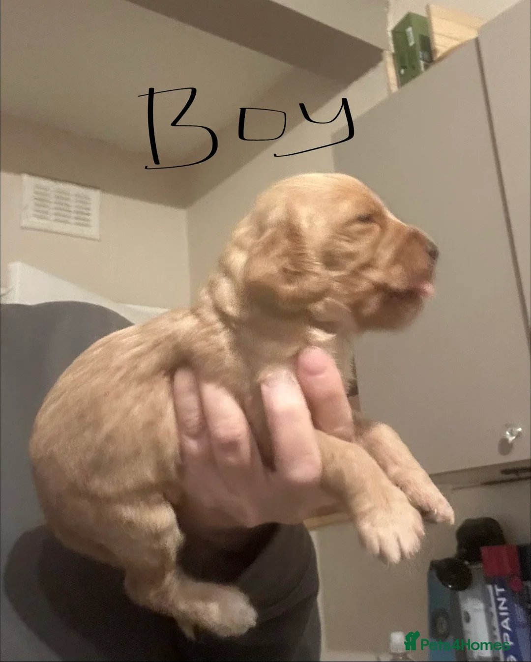 Cockapoo dogs for sale: Cockapoo puppies for sale  - Advert 9