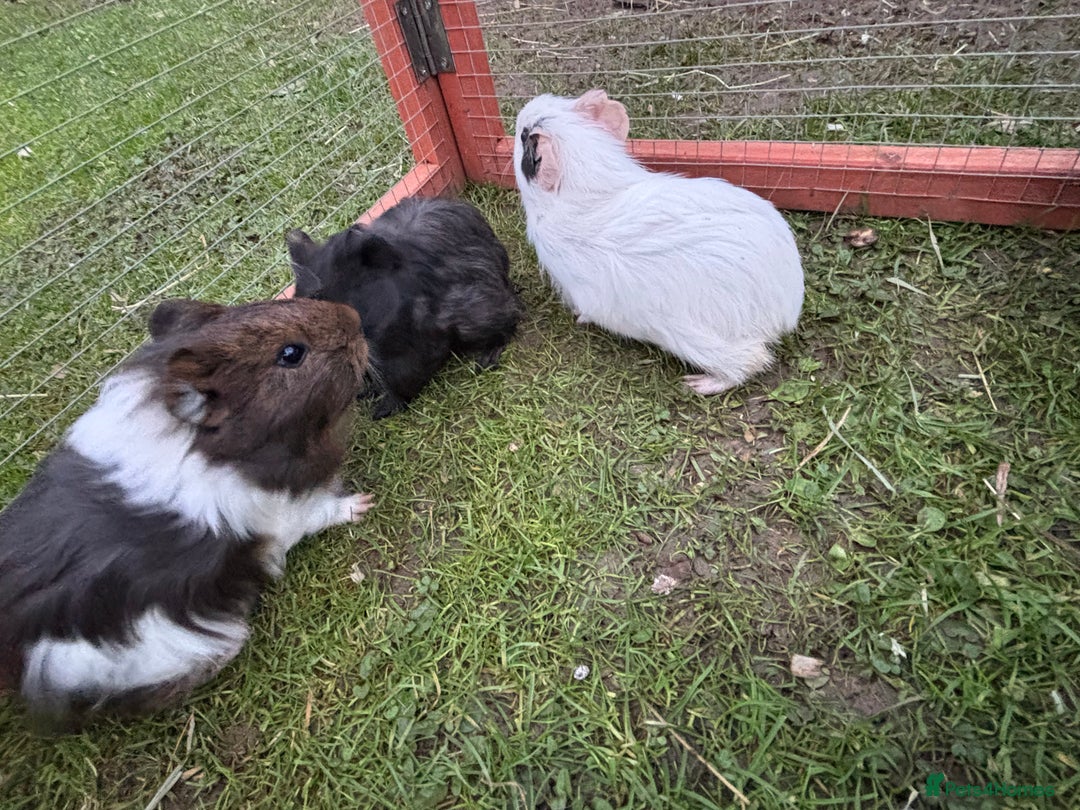 Guinea Pig rodents for sale: Baby guinea pigs  - Advert 4