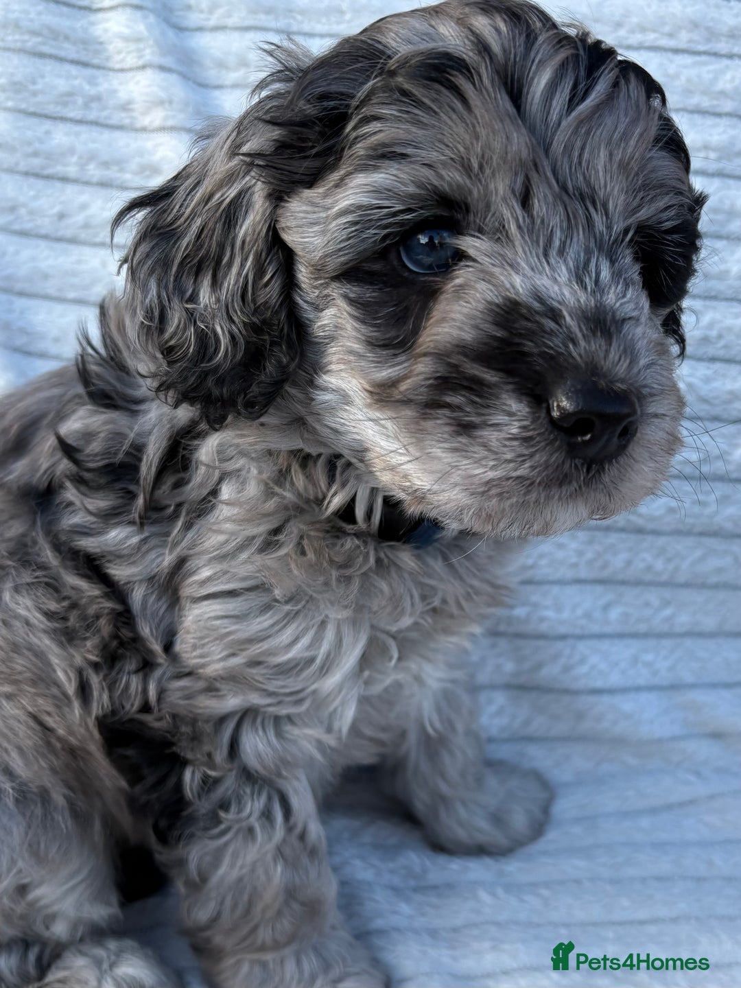 Cavapoo dogs for sale: 🌟HEALTH TESTED F1B CAVAPOO MERLE STUNNING PUPPIES - Image 22